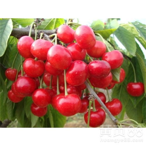 樱桃四季皆可种植，八月也不例外