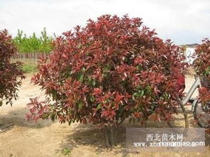 红叶石楠树苗价格表揭秘：不同规格价格大揭秘！