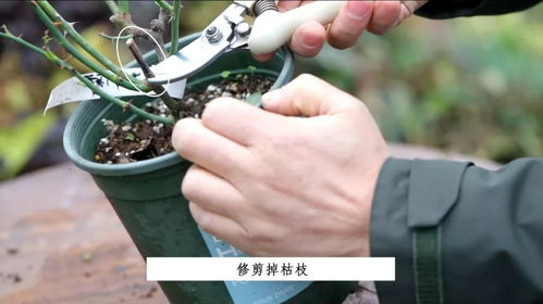 Ⅱ.冬剪后的月季长势不佳