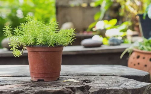 家里养一些花花草草,不仅Ke以点缀、美化家居,清新室内空气,还Neng改善家里的风水,带来好运,今天给大家推荐一个好kan又吉利的“转运花”。 鸿运...