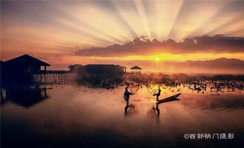 紫金花的美丽倩影