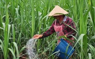 甘蔗种植中，如何选择和使用优质肥料以促进其生长发展