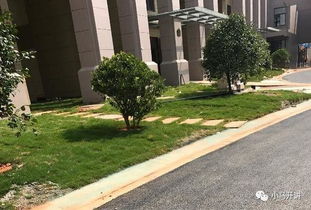 未验收绿化与交房问题