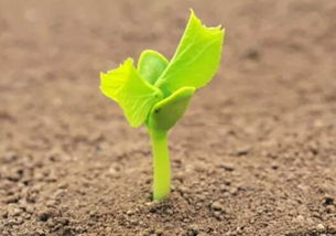 凌霄藤种植后如何养护才能使其茁壮成长