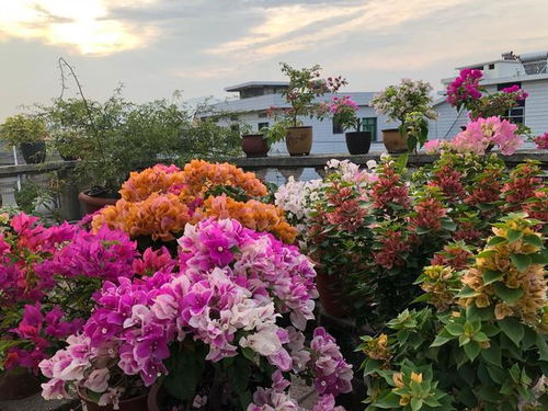 小编大实话：公园里的花时间接力赛