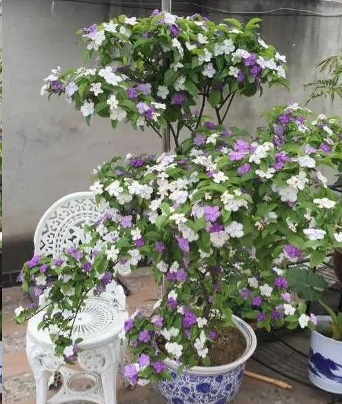 误区一：茉莉花不耐寒，冻不死？