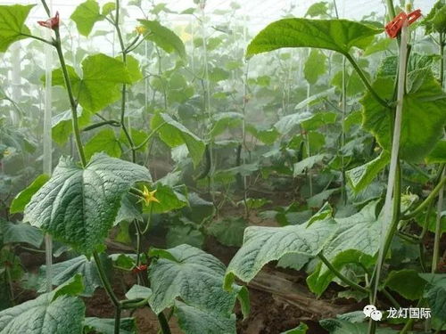 四季豆炭疽病的病因是什么如何有效防治