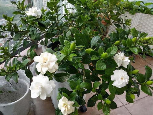 3. 浇水要浇透，但别积水