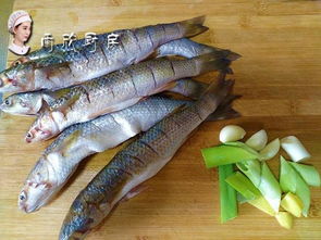 梭鱼属于海洋鱼类， 它的学名叫鮻鱼