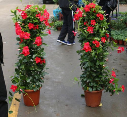 夏季种植指南：美丽花园的秘密武器