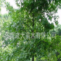 生长速度大揭秘