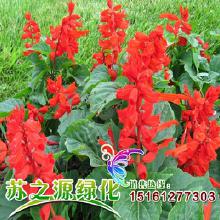 一串红价格大揭秘