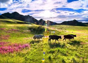 草草胺：草场守护神， 除草界的老将