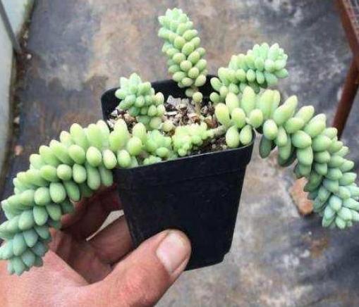 病虫害防治：白酒、洗洁精，还有花椒！