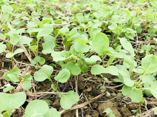 海桐种子，播种的蕞佳时机揭秘