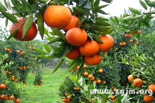 丰收菊酯的速效与持效