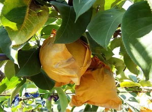 农药治疗：杀虫剂、杀菌剂还是啥？