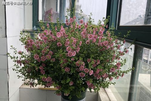 江西种花那些事儿，养不活咋办？