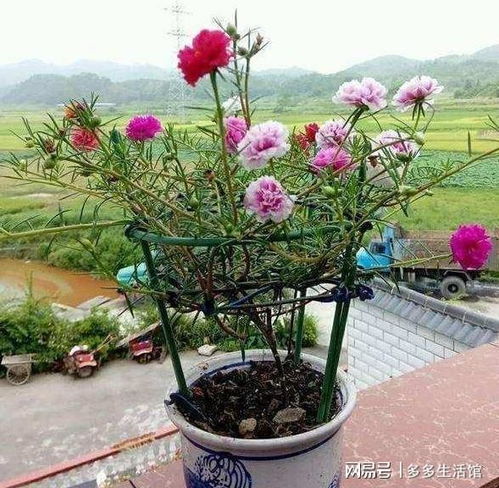 盆栽太阳花怎么养？一看就会的种植方法