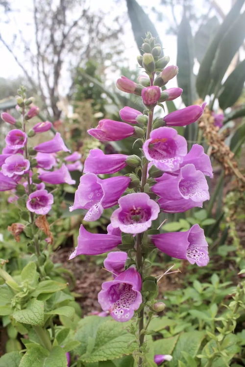 探秘草本花卉，揭秘超长花期排行榜！