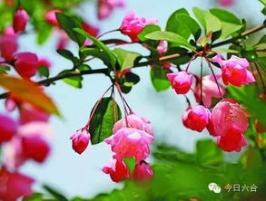 海棠花苞掉落，是何原因导致其提前“拆分”