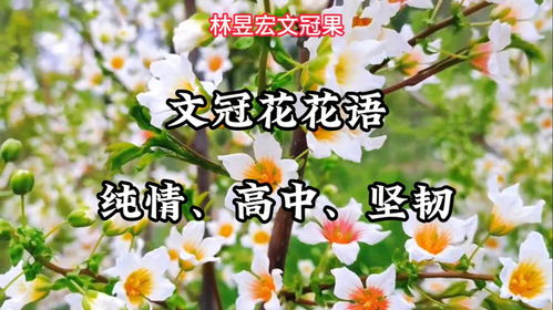 夏水仙花语启示下如何将坚韧与美丽融合