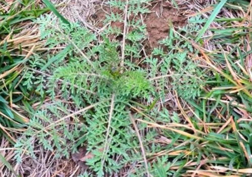 花生田里的鸭跖草，如何彻底根除？
