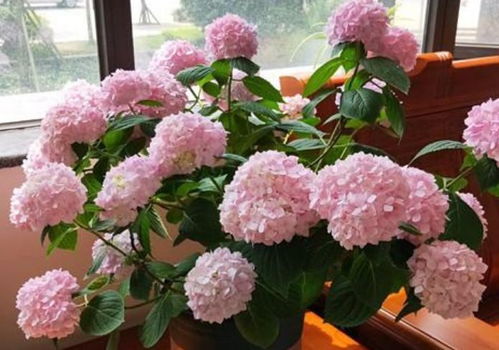 家庭养花， 让家geng温馨