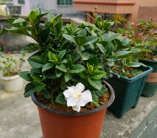 栀子花苗打顶的小窍门，你get了吗？