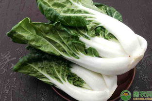 “奶油白菜种植的最佳时间是什么？需要采取哪些种植技术和管理方法