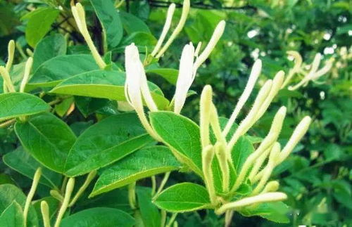 金银花病虫害防治全攻略