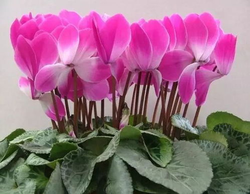 仙客来花的花语究竟蕴含着怎样的美丽与意义