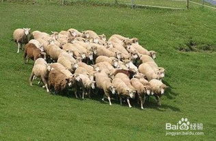 莲子高效种植技术：畜牧领域必备指南