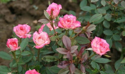 月季花里的旋转木马， 美丽与气质共存