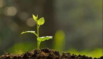 提取方法：多种多样的技巧