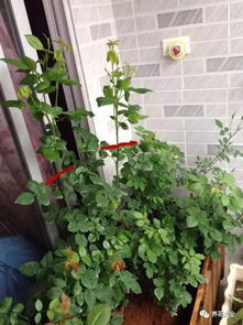 盆壁长青苔，要增加通风哦！