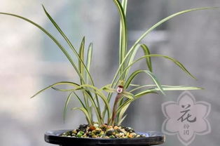 兰花病虫害防治， 选对杀菌剂是关键