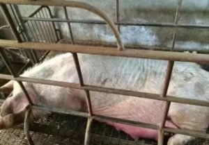 母猪产前保健，科学饲养