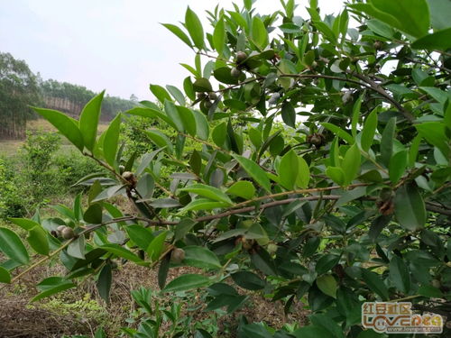 香樟种植小秘密：1斤香樟籽嫩播种多少亩地？