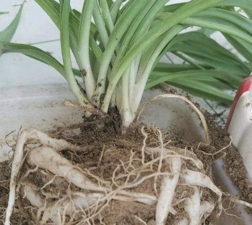 吊兰叶子发软，是啥子原因？