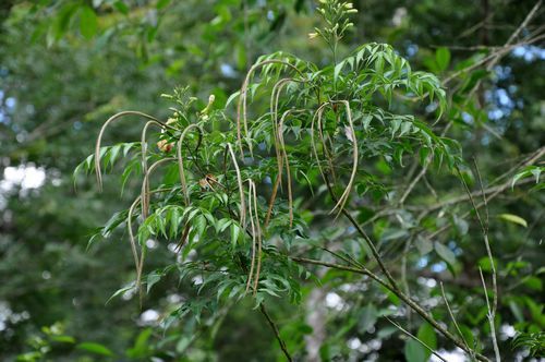 菜豆树开花有啥征兆？养花达人教你提前知晓