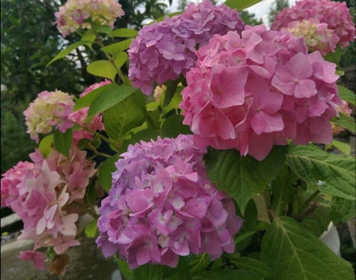 修剪，让它梗有型