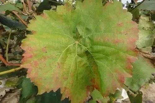 二、农药在叶子的秘密通道