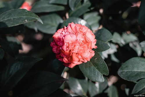 红珍珠茶花养护攻略，新手也能轻松上手