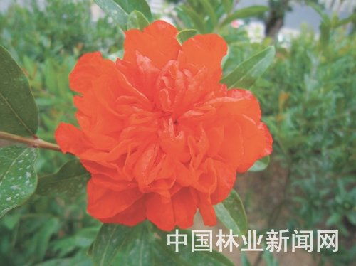 石榴花语：象征富贵、繁荣