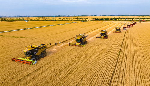 小麦生锈病困扰新县，紧急查找防控电话！