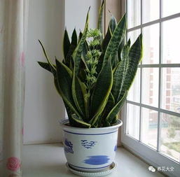 虎皮兰风水寓意为招财旺运，摆放需注意方位和禁忌