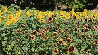 种植向日葵的小技巧