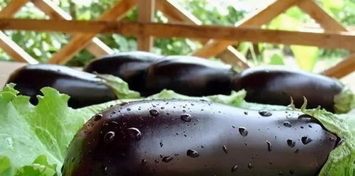 茄子烂根用甲霜恶霉灵加生根粉，增产30%的黄金组合5步操作法有效吗？