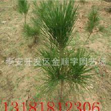 黑松树的价值：不只是树木，梗是艺术